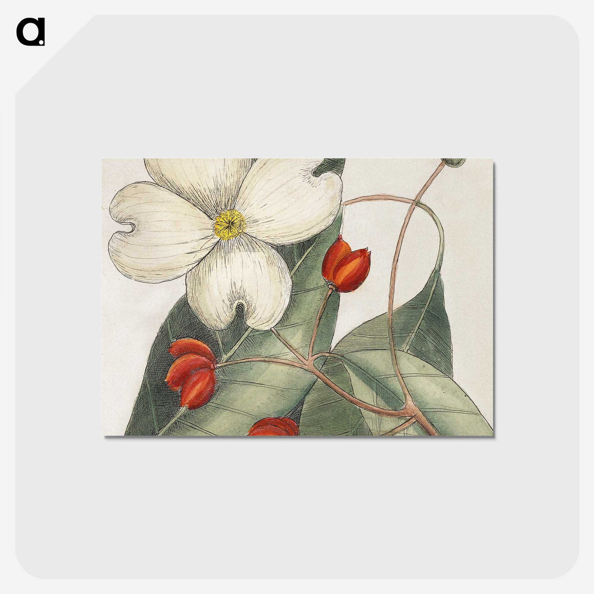 1-17_Mark-Catesby_postcard