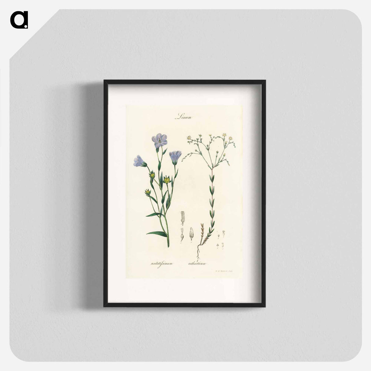 アートポスター-Flax Illustration
- 薬用植物学 Poster.