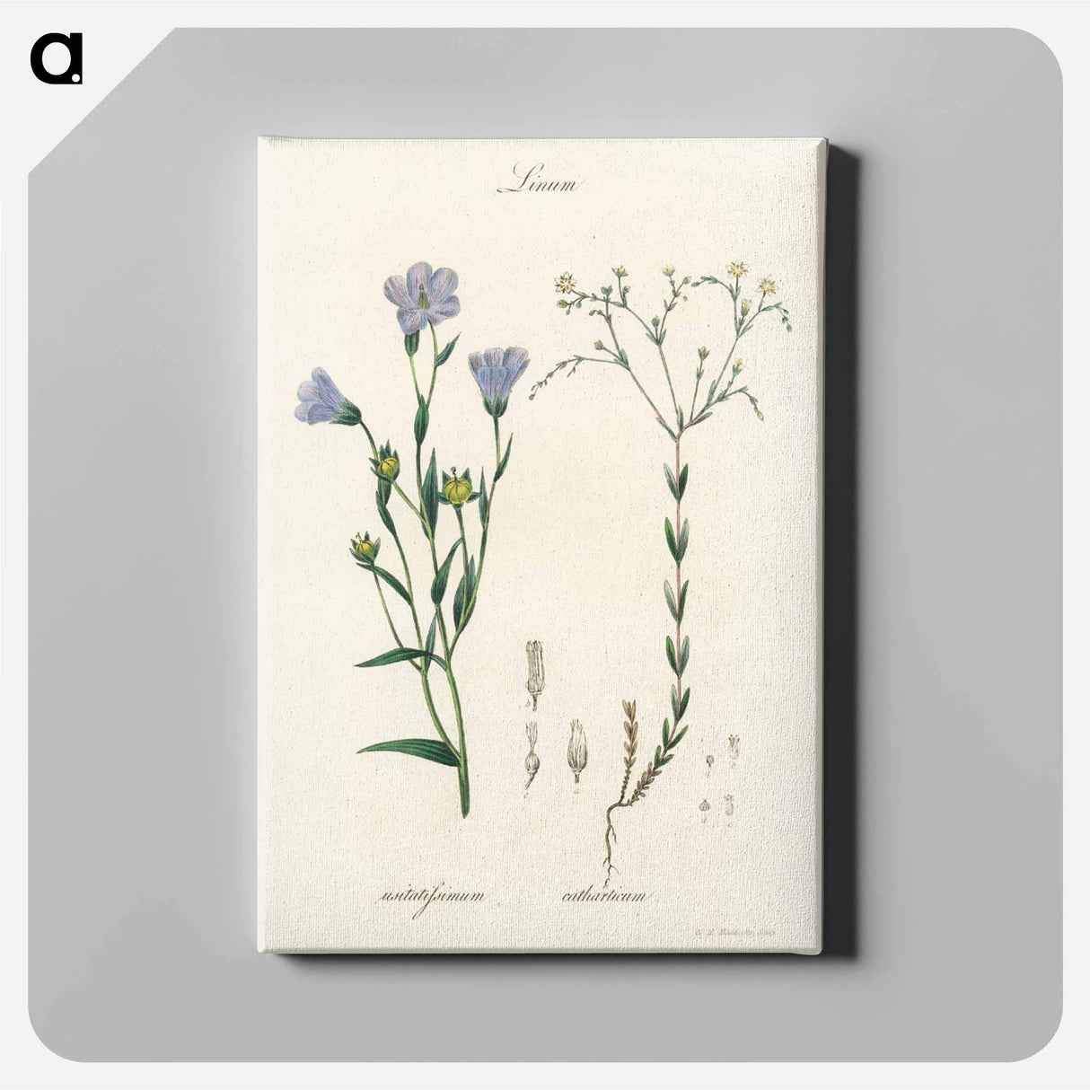アートパネル-Flax Illustration
- 薬用植物学 Canvas.