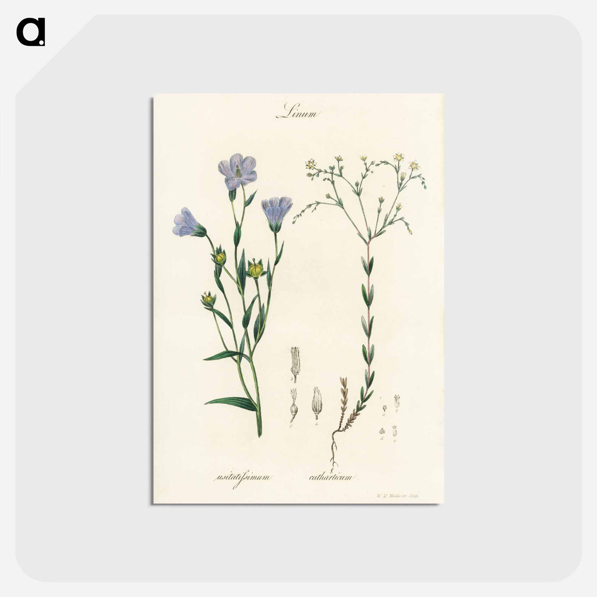 アートポストカード-Flax Illustration
- 薬用植物学 Postcard.