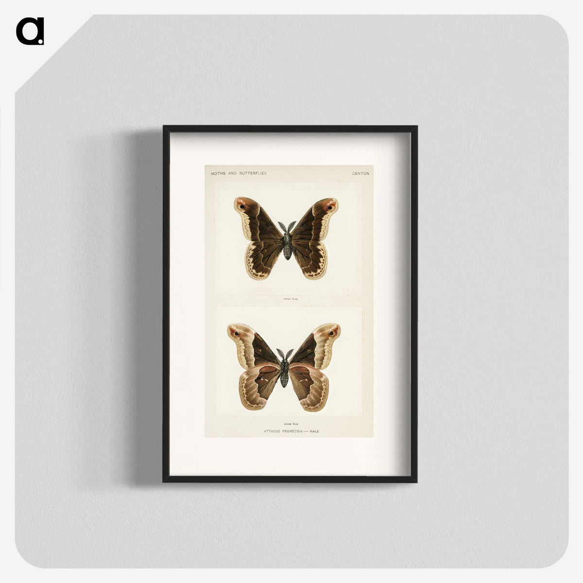 1-17_Moths-and-Butterflies-of-the-United-States_blk
