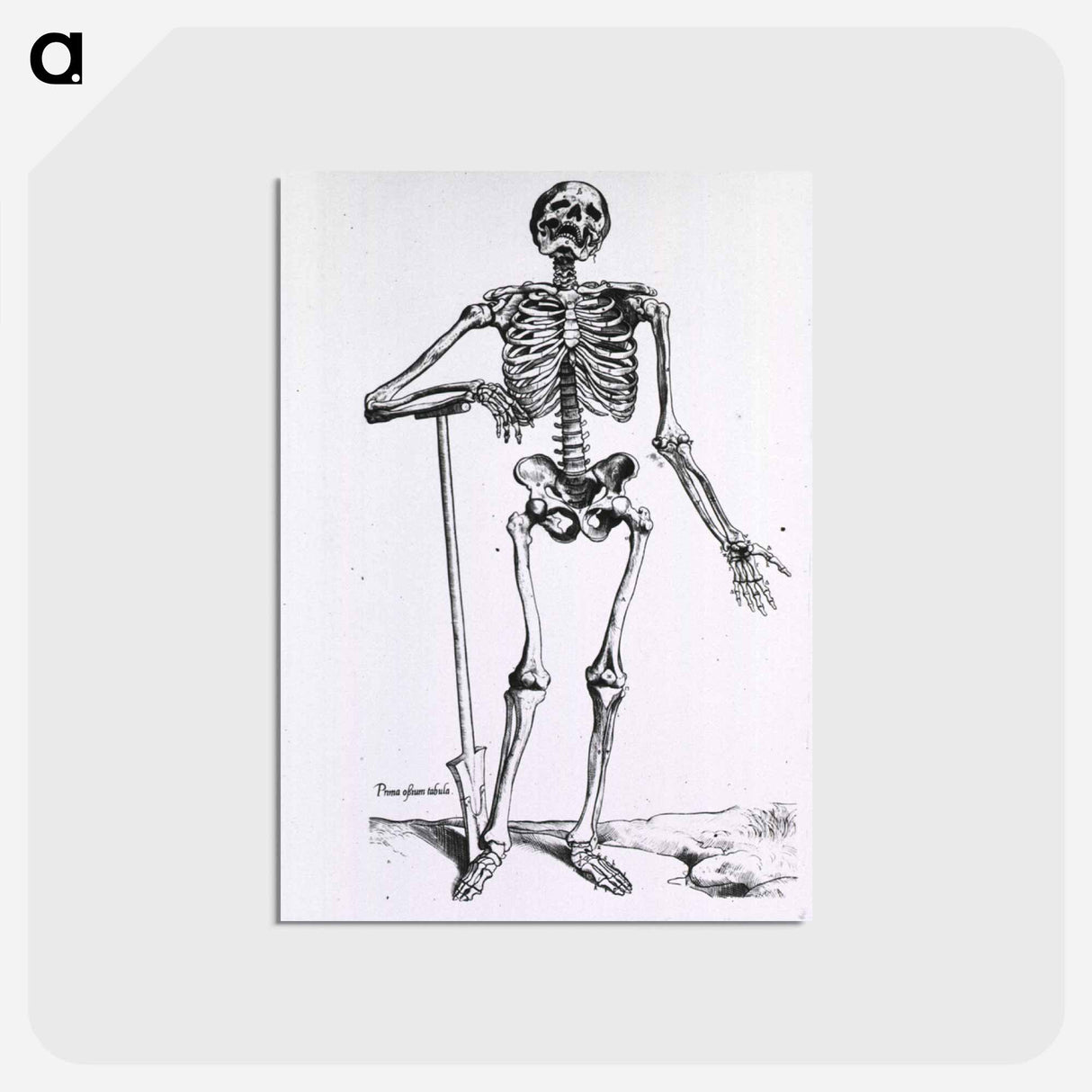 アートポストカード-Anatomical Skeleton
- 国立医学図書館 Postcard.