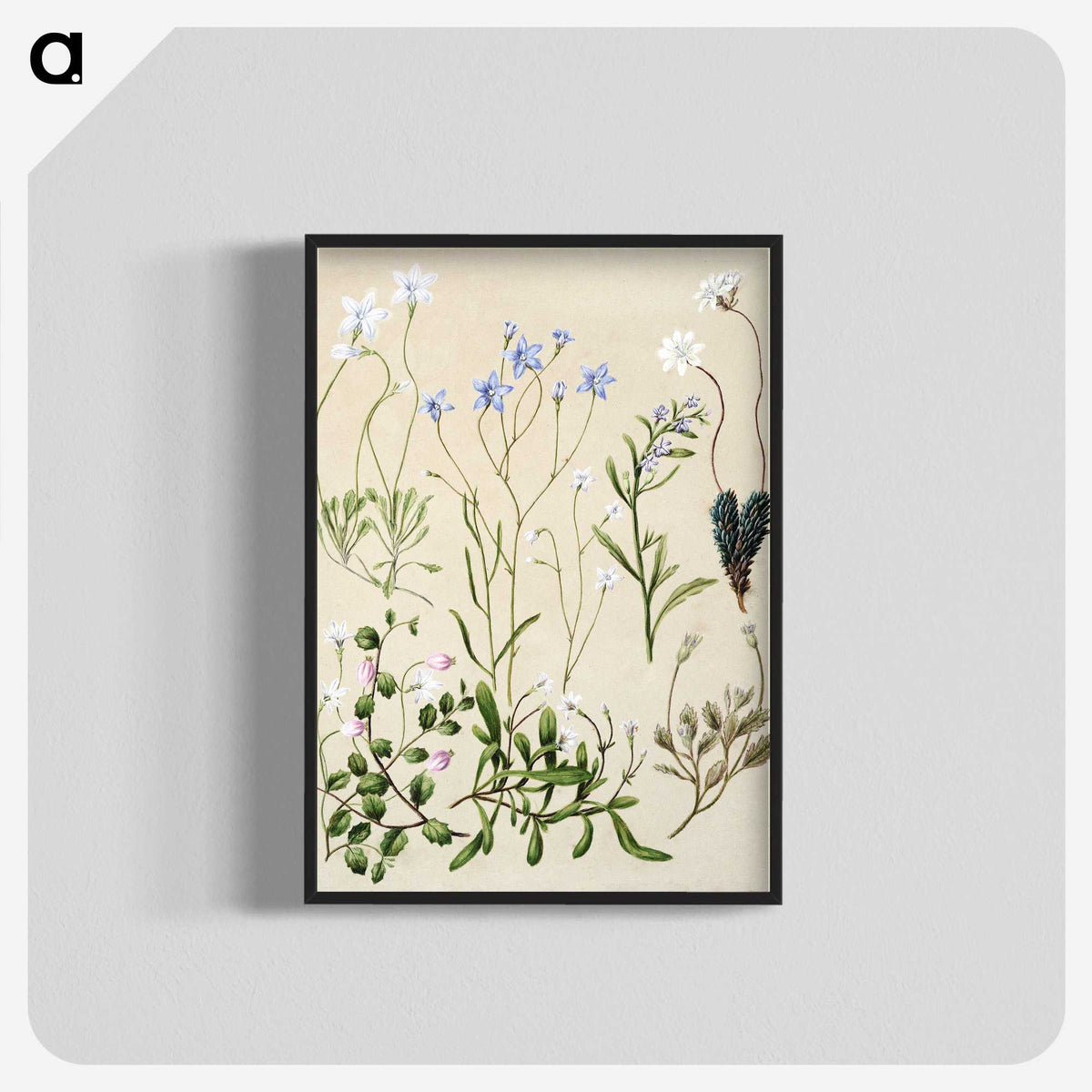 1-17_Native-Flowering-Plants-of-New-Zealand_blk-crop