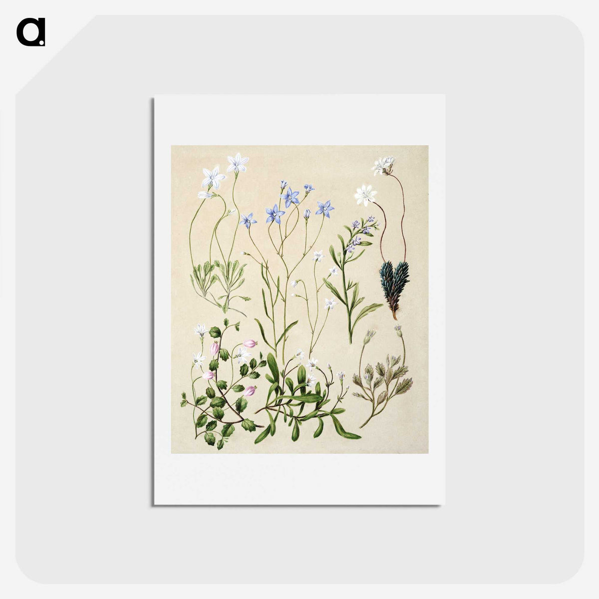 1-17_Native-Flowering-Plants-of-New-Zealand_hagaki