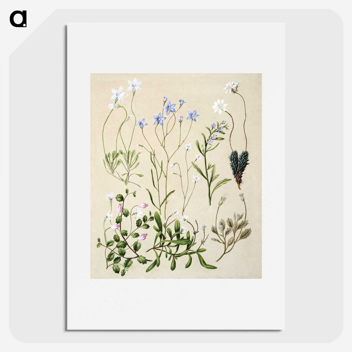 1-17_Native-Flowering-Plants-of-New-Zealand_picture