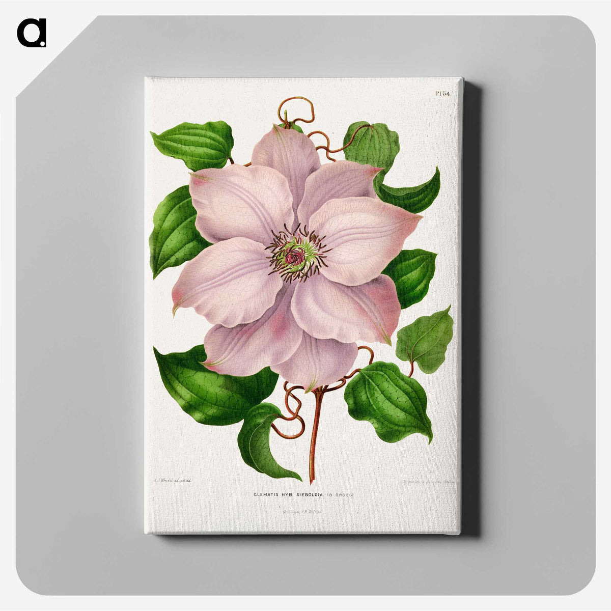1-17_Nederlandsche-Flora-en-Pomona_canvas