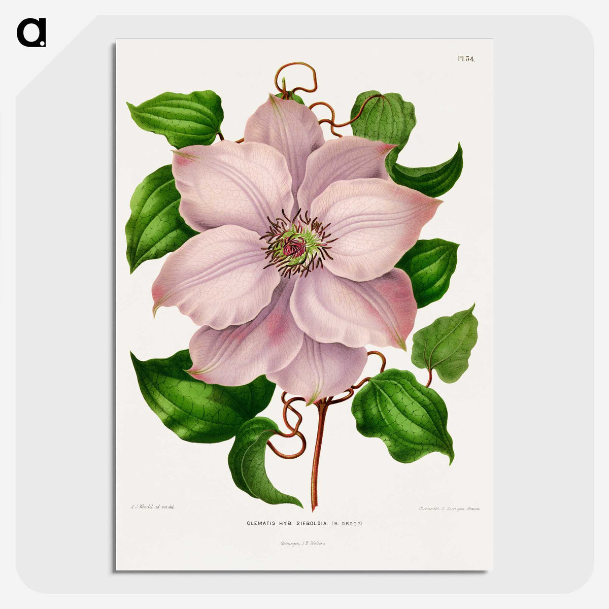 1-17_Nederlandsche-Flora-en-Pomona_picture-crop