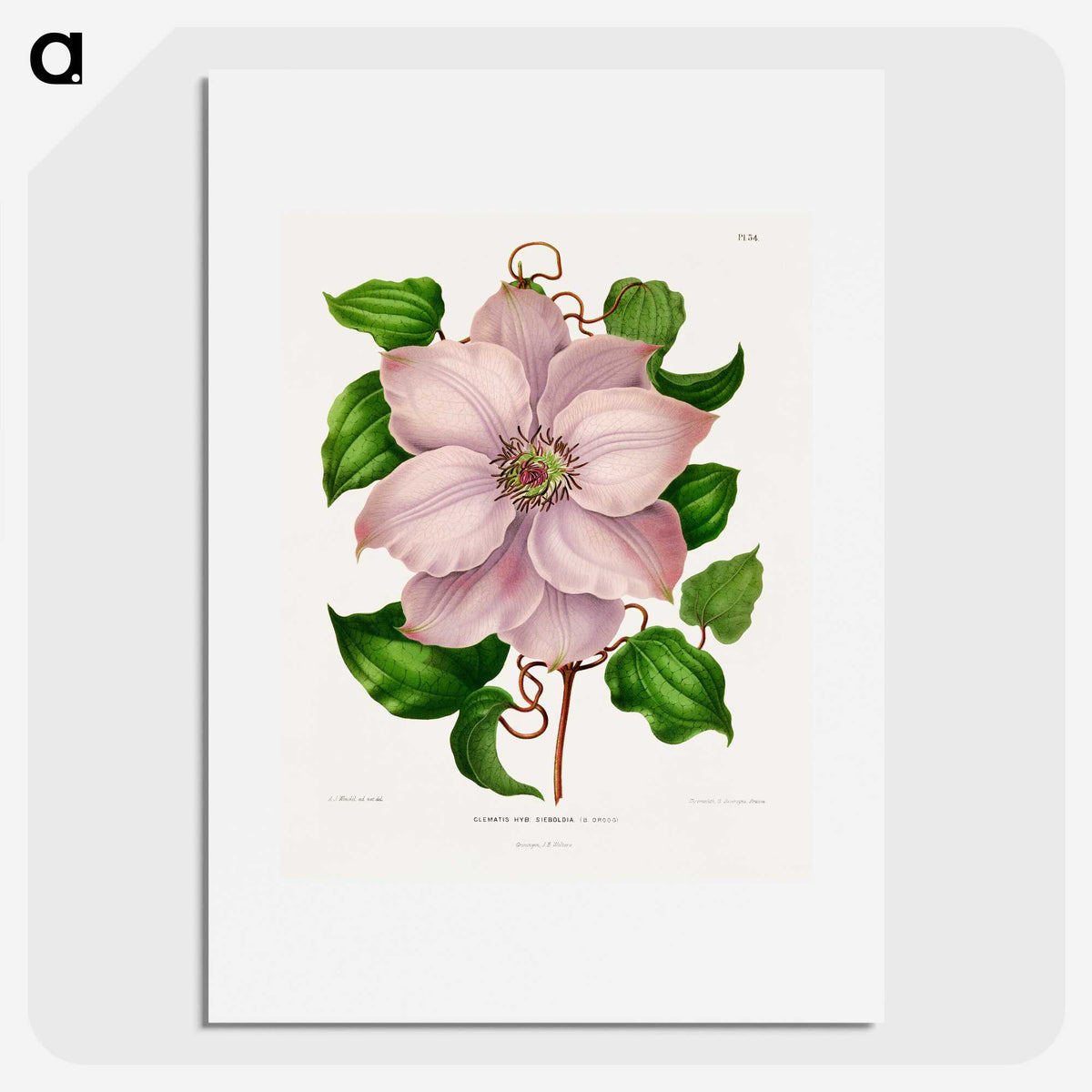 1-17_Nederlandsche-Flora-en-Pomona_picture