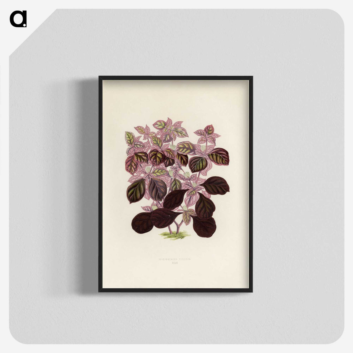 1-17_New-and-Rare-Beautiful-Leaved-Plants_blk-crop
