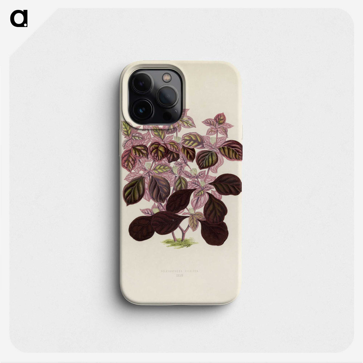 1-17_New-and-Rare-Beautiful-Leaved-Plants_phone