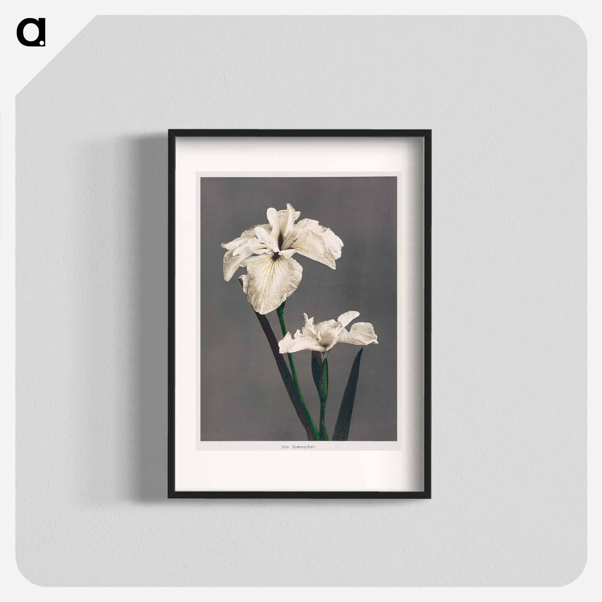 Iris Kæmpferi - Kazumasa Ogawa Poster.