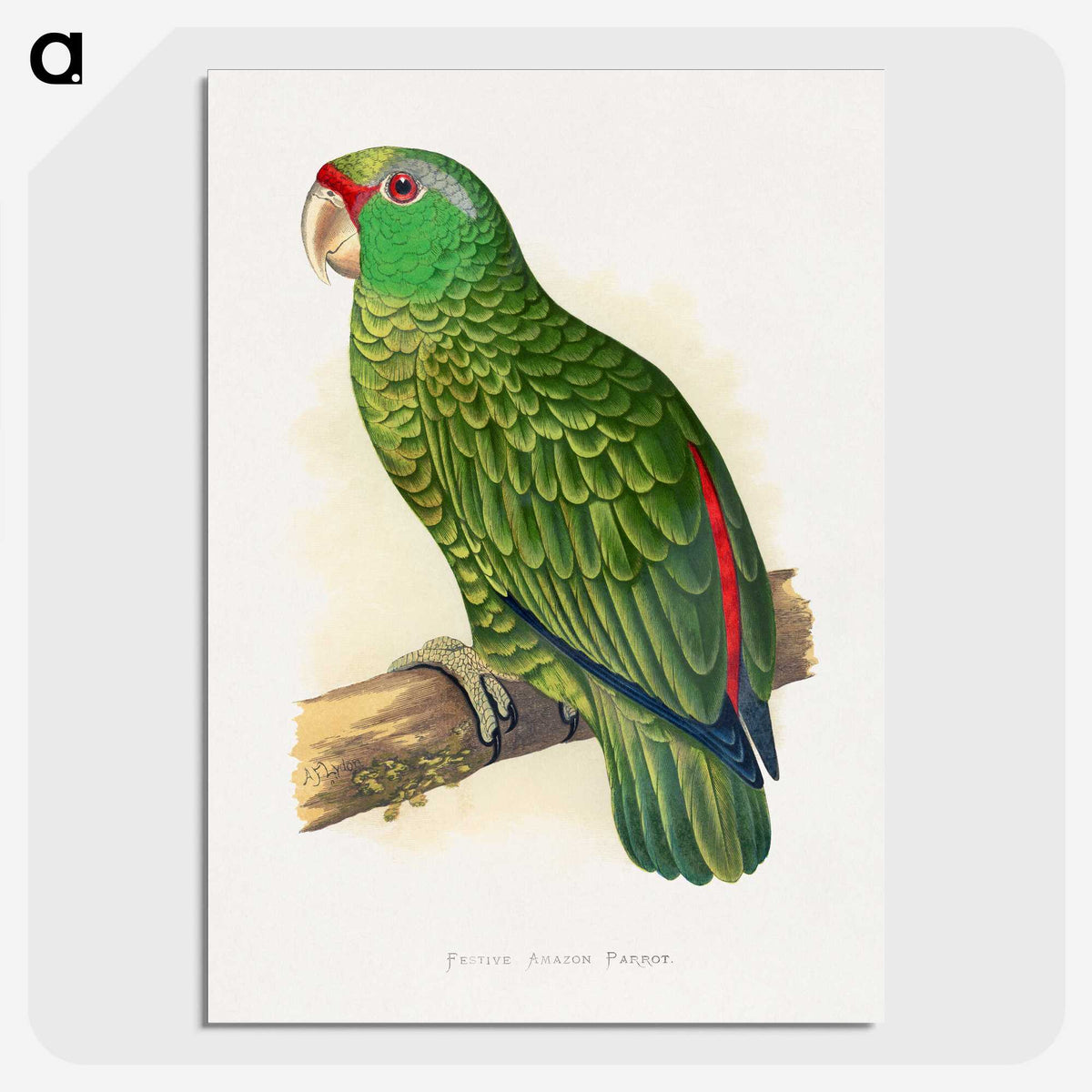 1-17_Parrots-in-Captivity_picture-crop