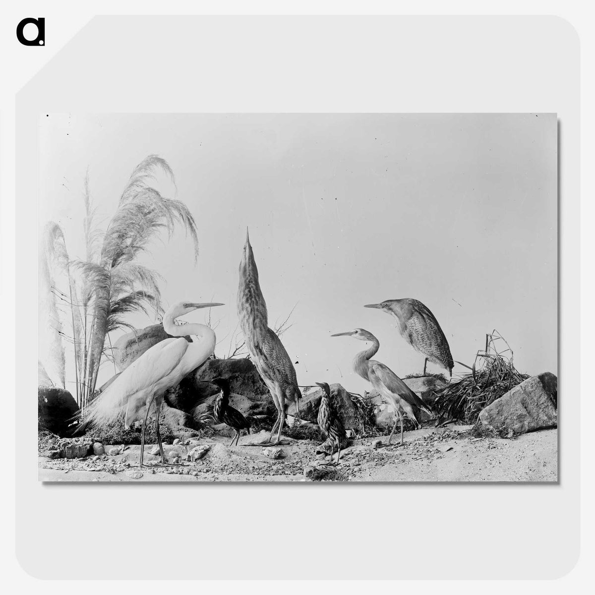 1-17_The-Burton-Brothers_picture-crop