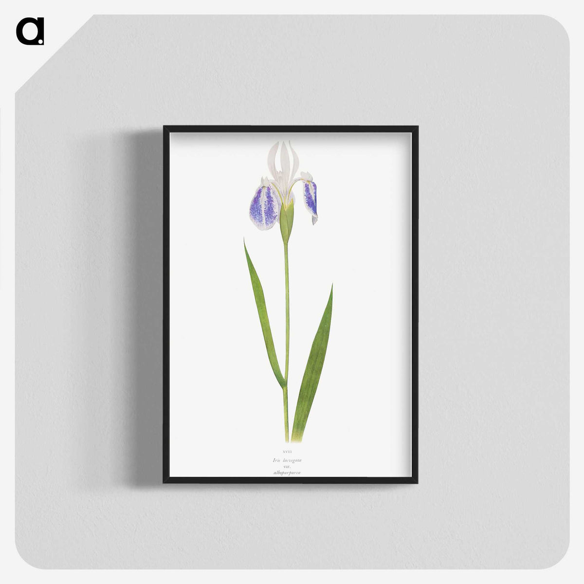 1-17_The-Genus-Iris_blk-crop
