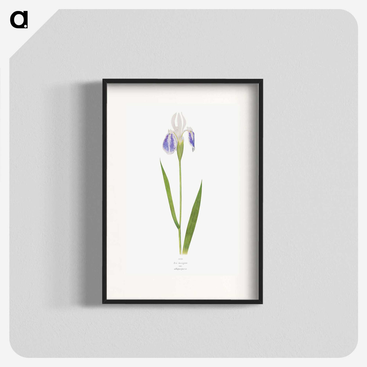 1-17_The-Genus-Iris_blk