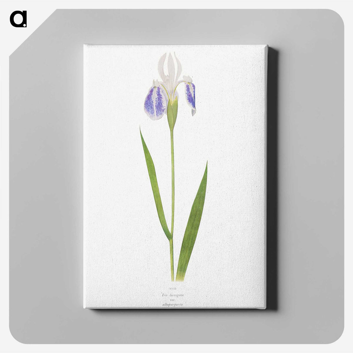1-17_The-Genus-Iris_canvas
