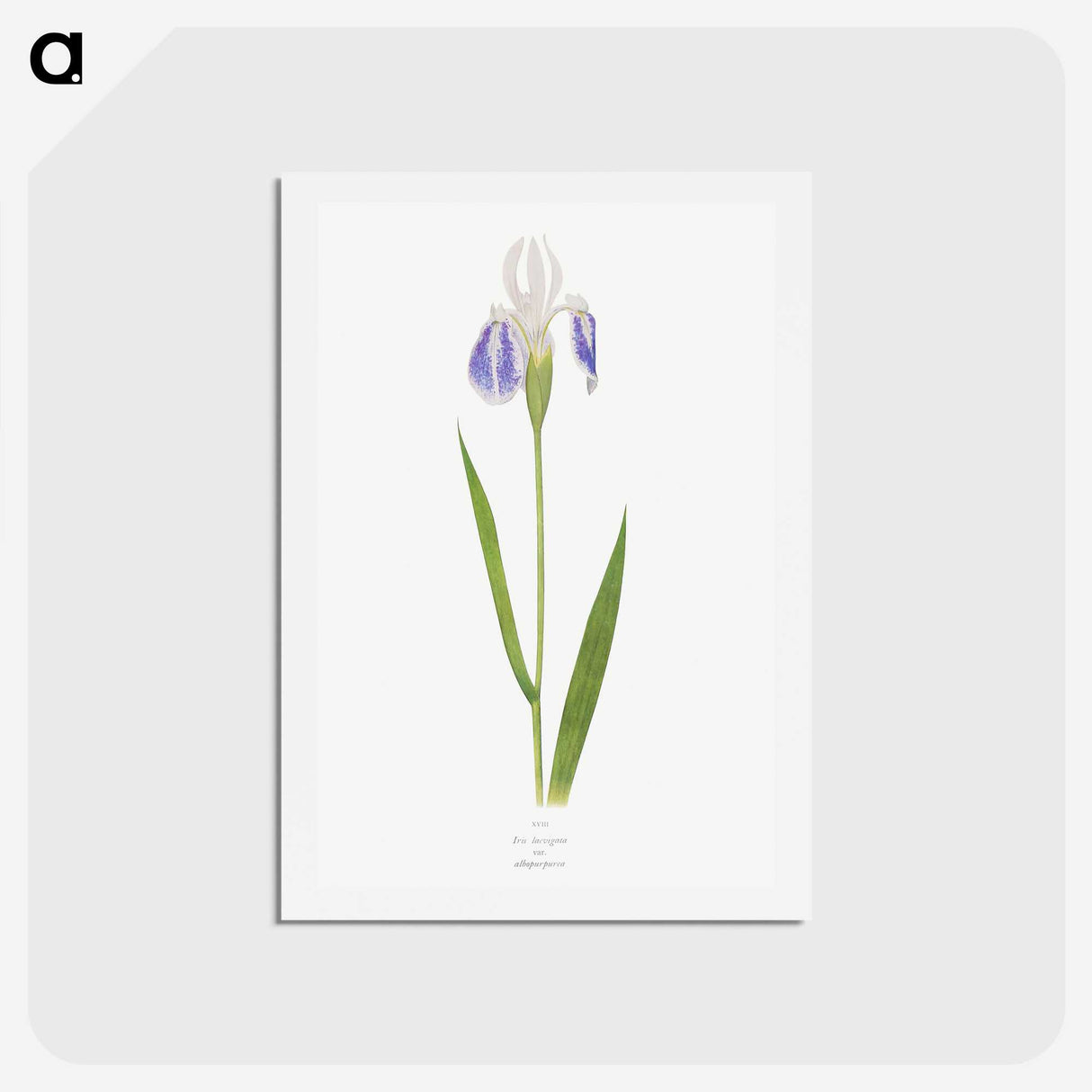 1-17_The-Genus-Iris_hagaki