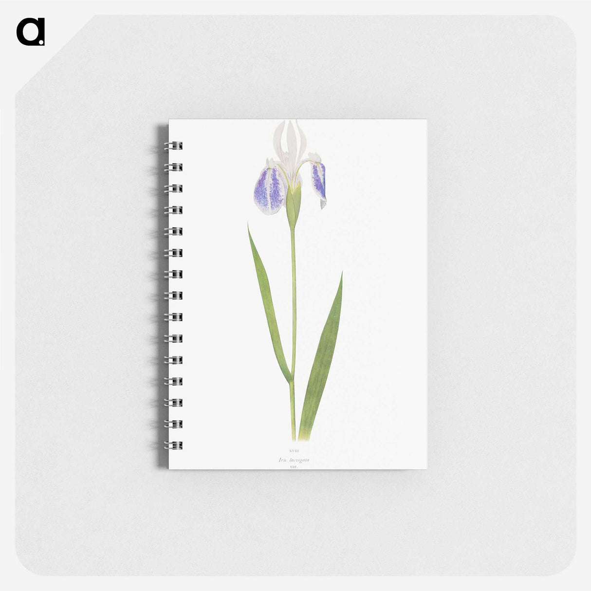 1-17_The-Genus-Iris_memo