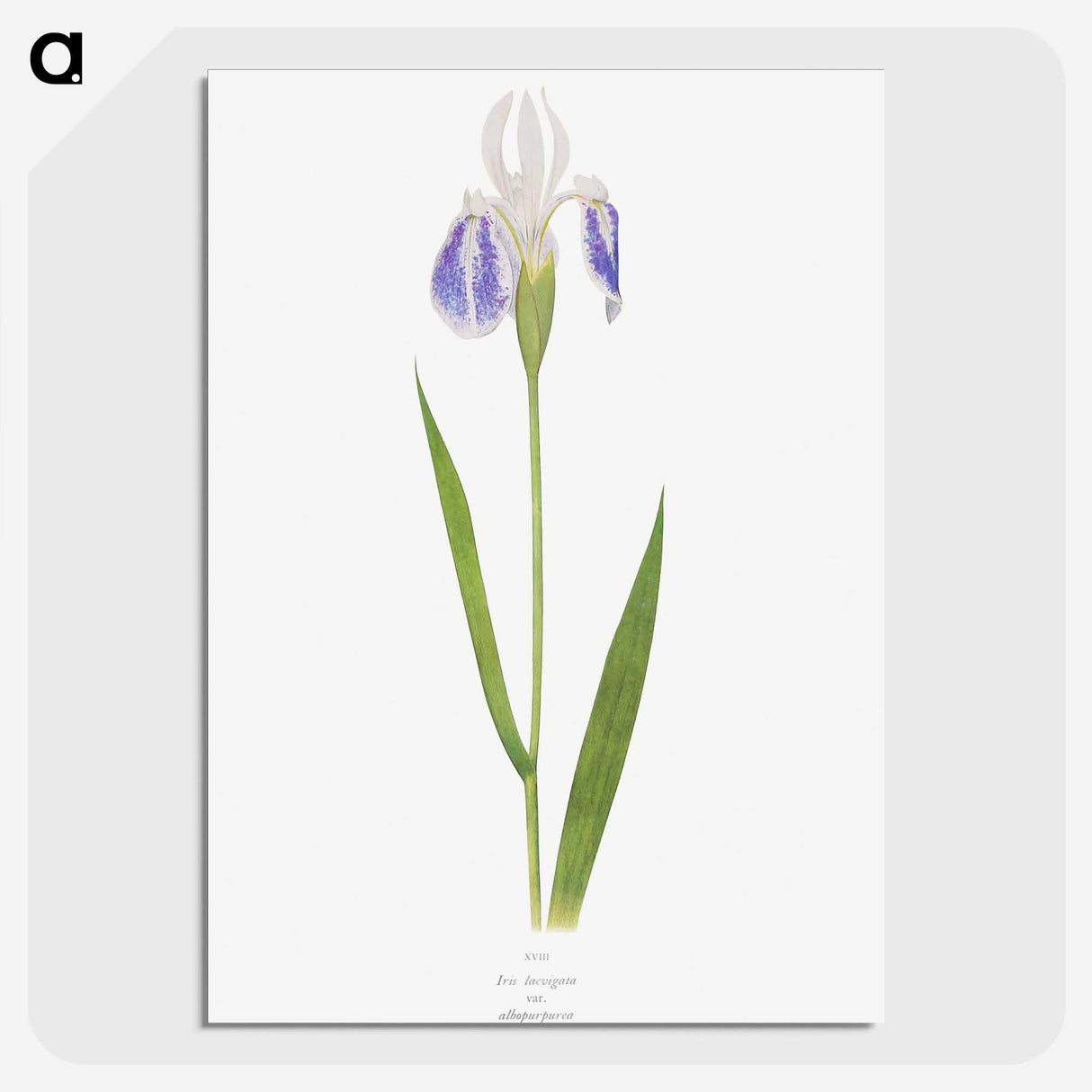 1-17_The-Genus-Iris_picture-crop