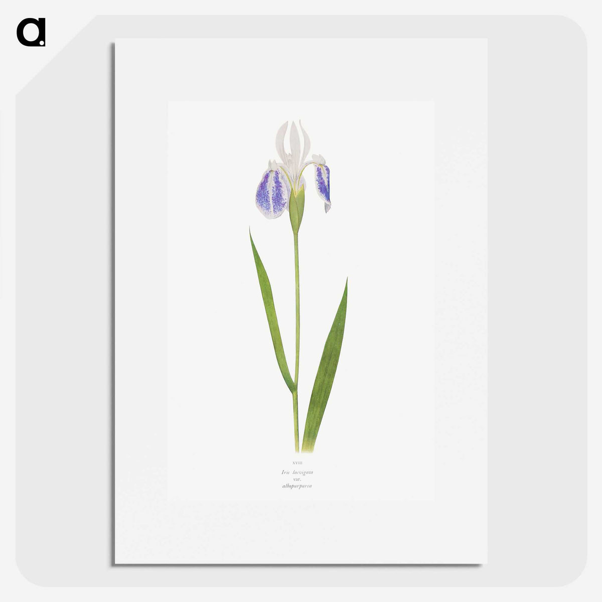 1-17_The-Genus-Iris_picture