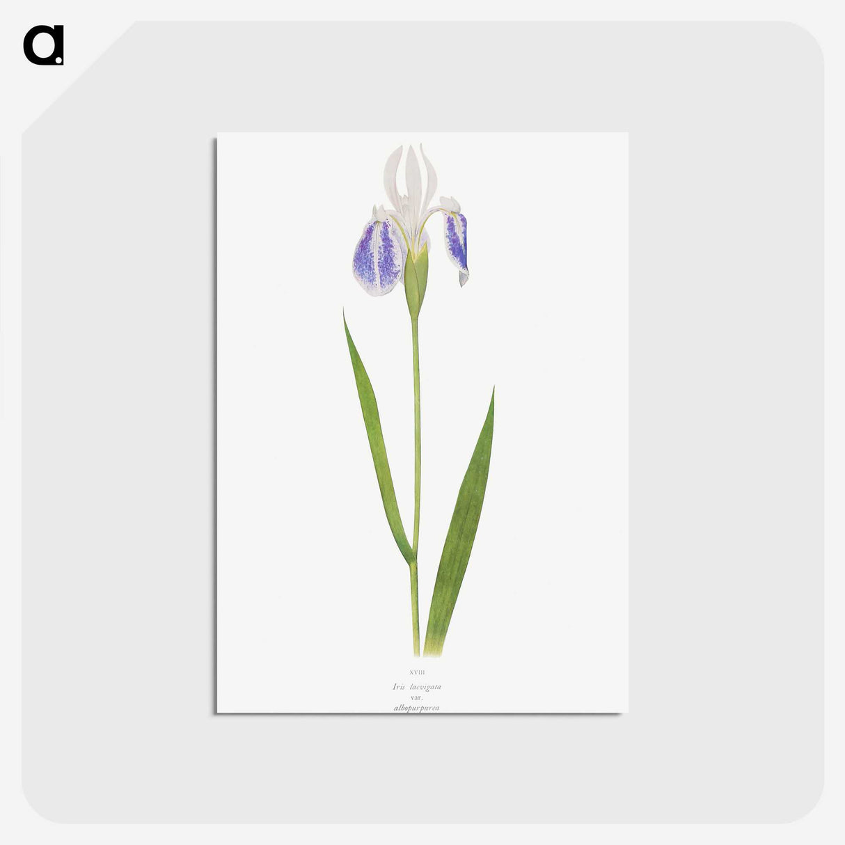 1-17_The-Genus-Iris_postcard