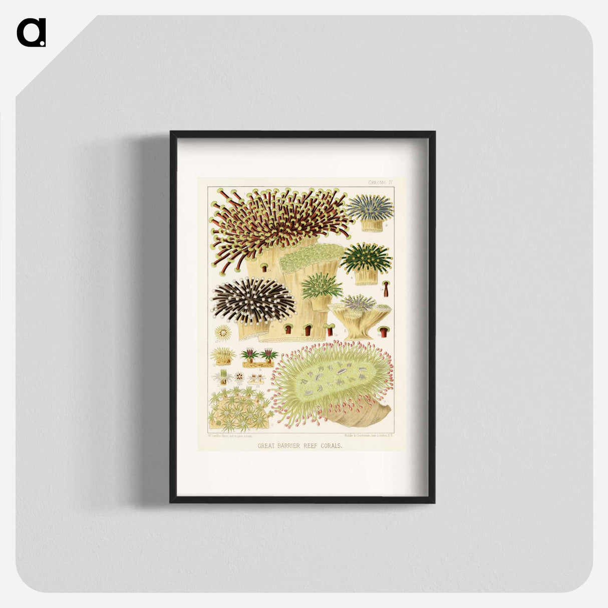 Great Barrier Reef Corals - オーストラリアのグレートバリアリーフ Poster.