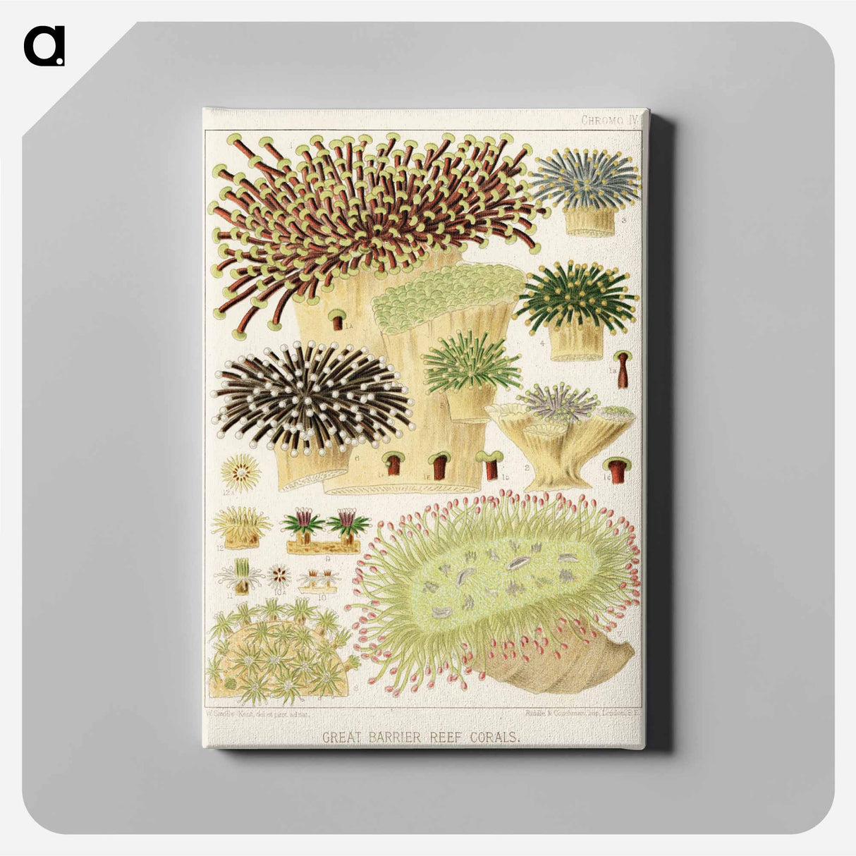 Great Barrier Reef Corals - オーストラリアのグレートバリアリーフ Canvas.