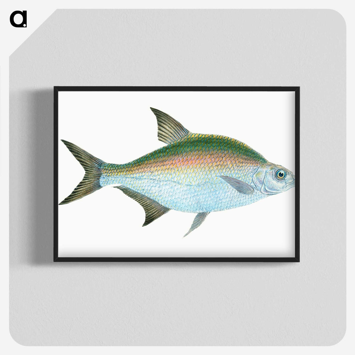 1-17_The-Natural-History-of-British-Fishes_blk-crop