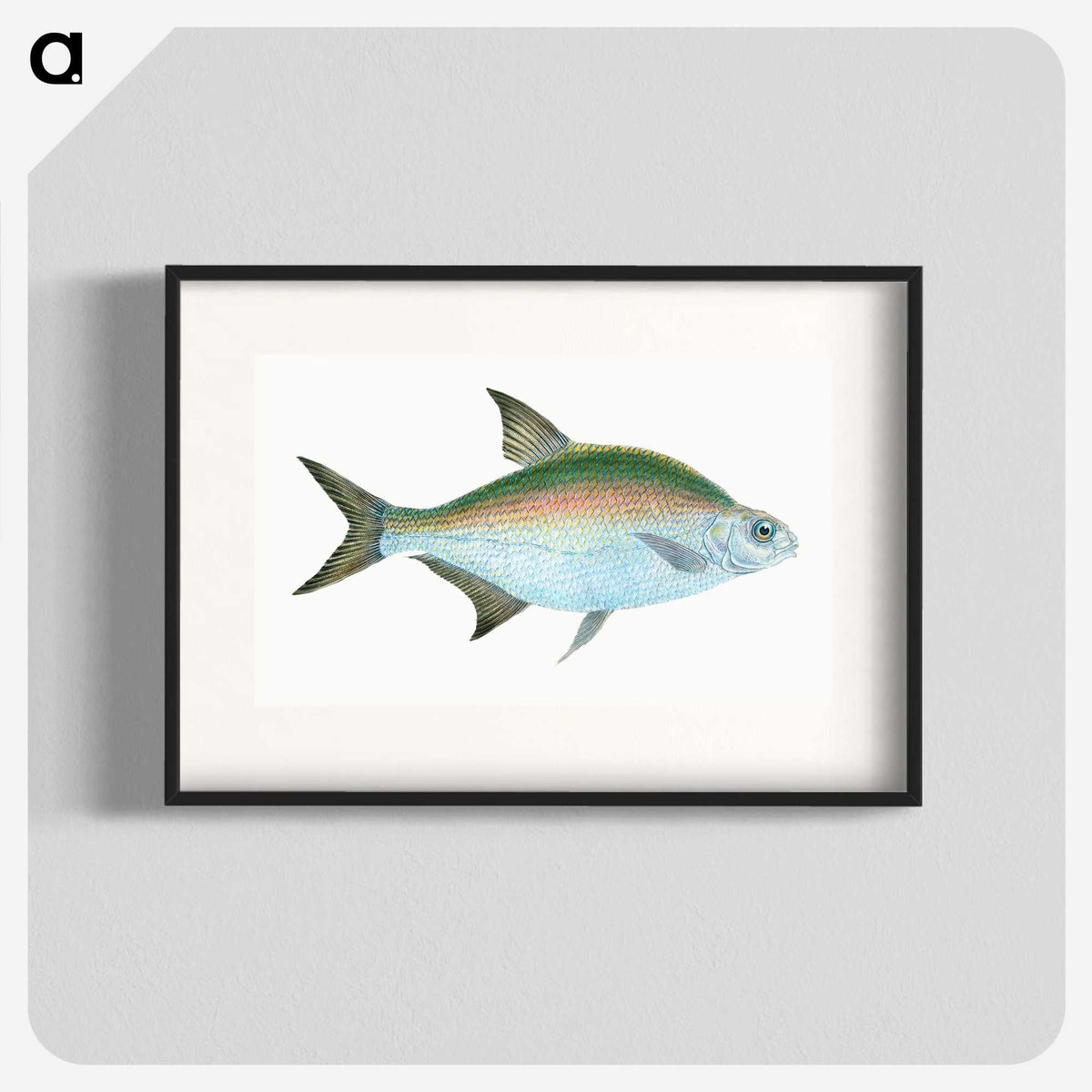1-17_The-Natural-History-of-British-Fishes_blk