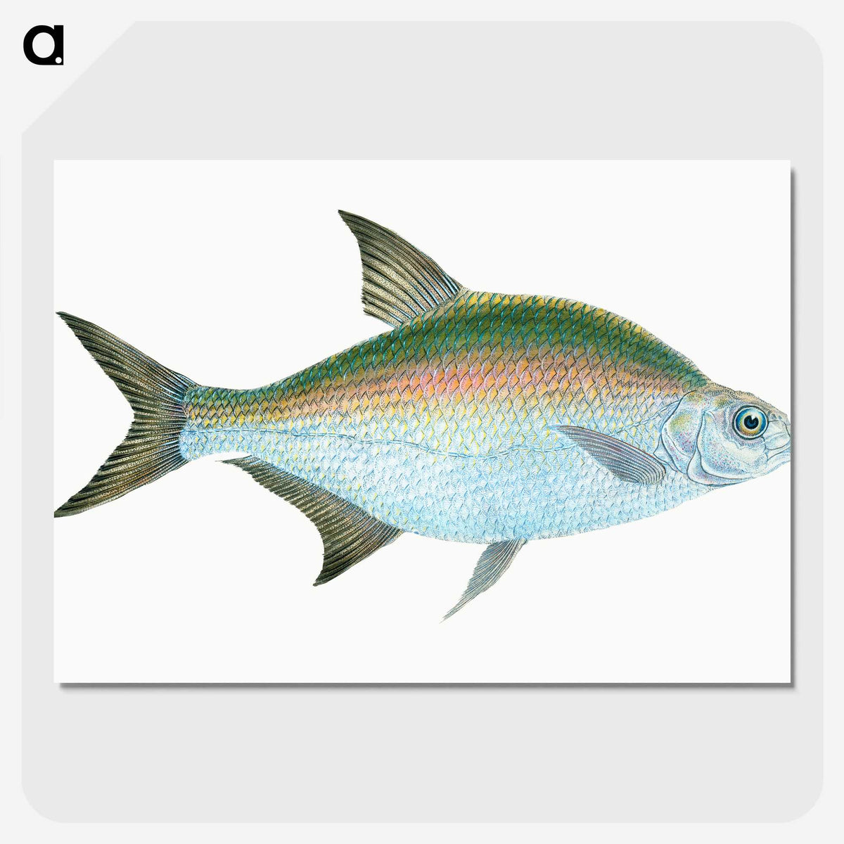 1-17_The-Natural-History-of-British-Fishes_picture-crop