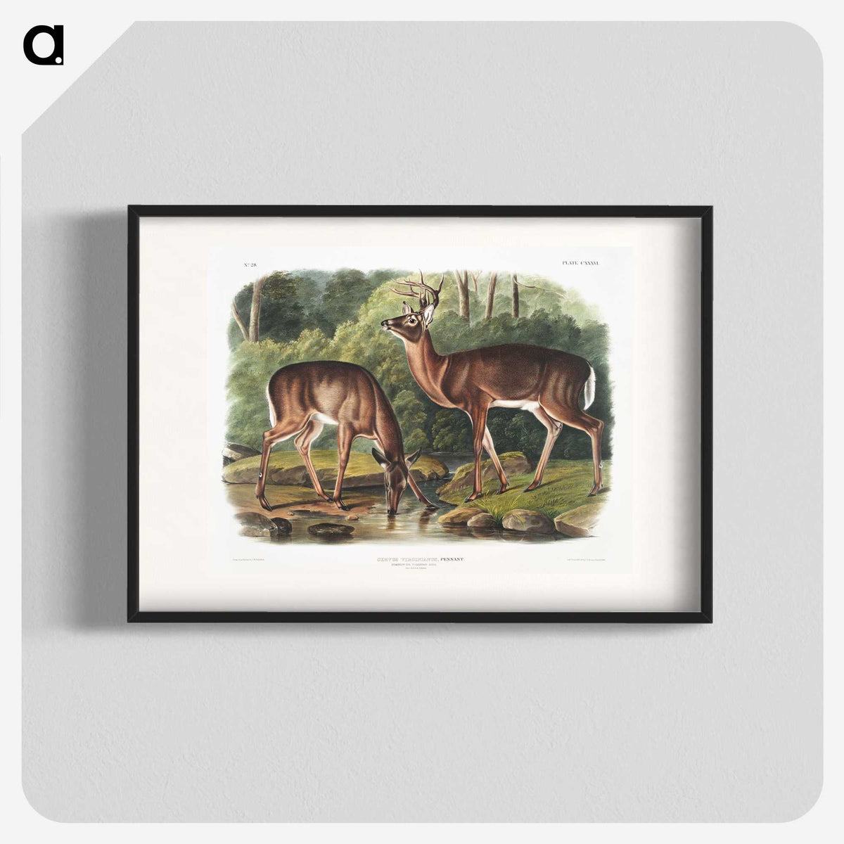 1-17_The-Viviparous-Quadrupeds_blk