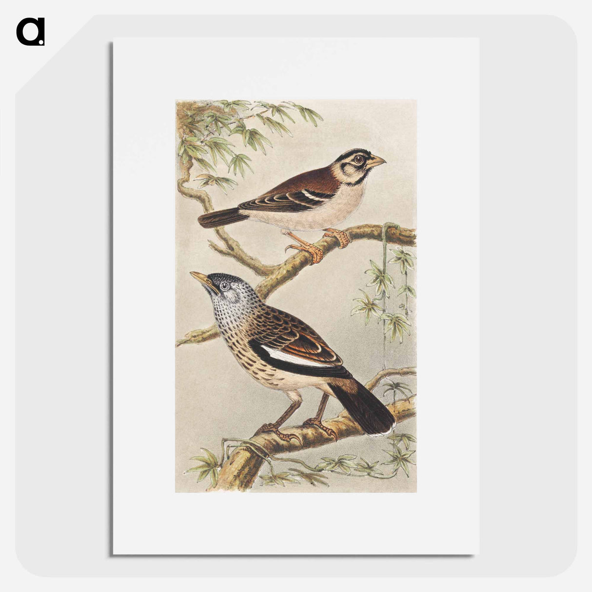 Twee vogels op takken - Theo Van Hoytema Poster.