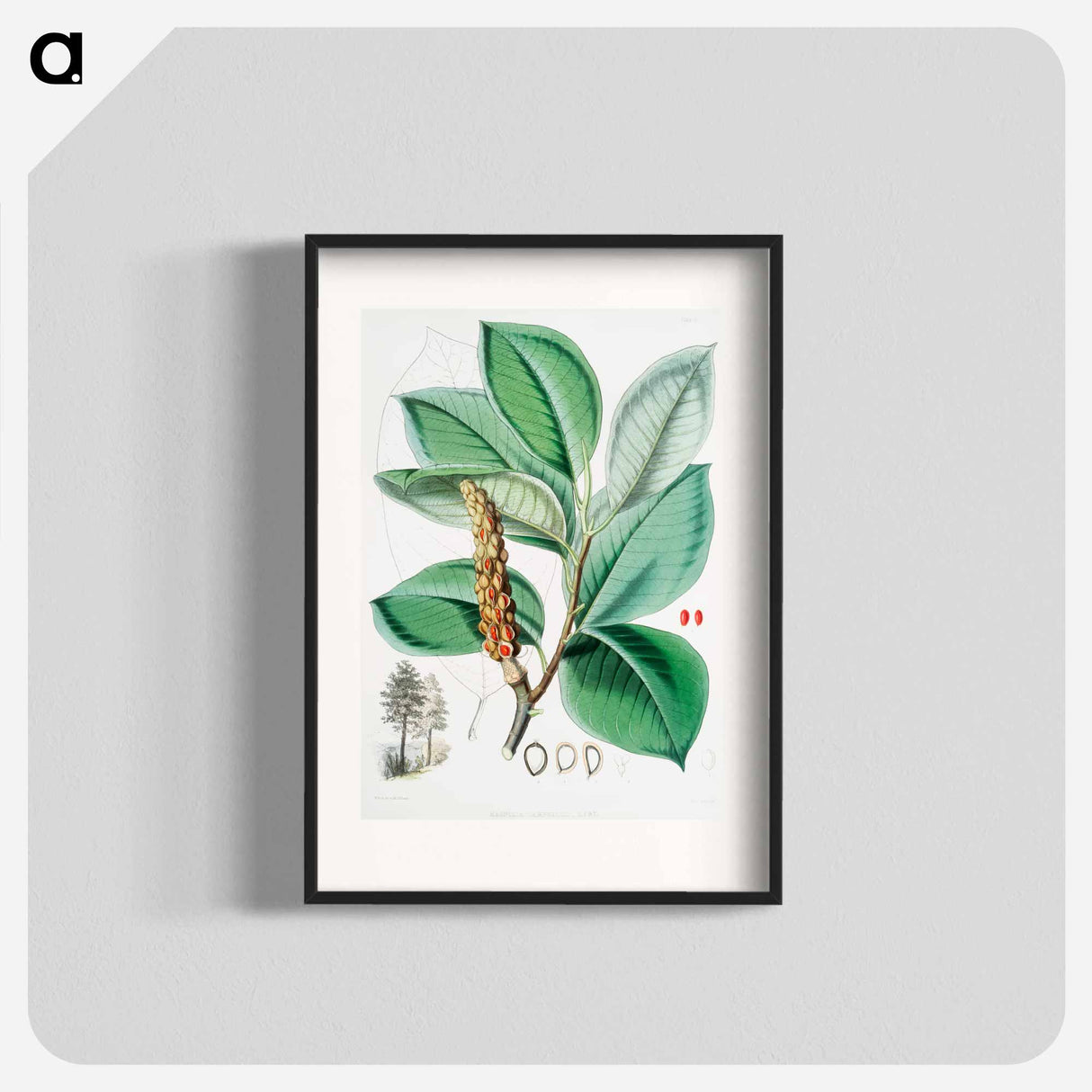 アートポスター-Campbell's magnolia - ウォルター フッド フィッチ Poster.