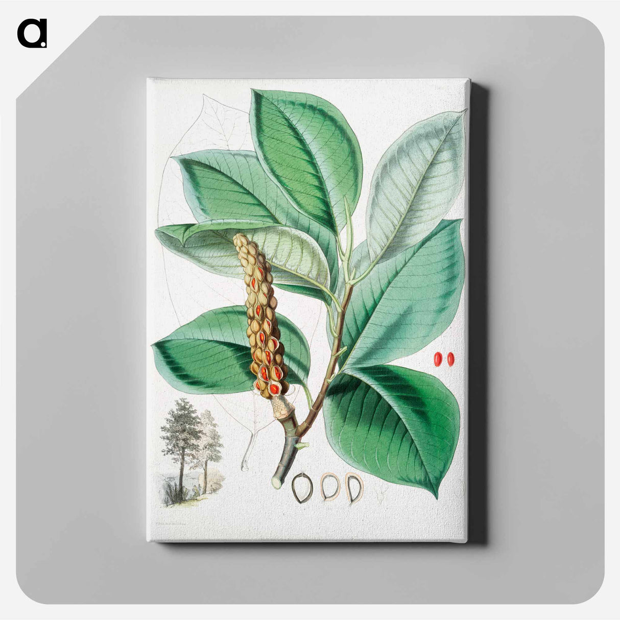 Campbell's magnolia - Walter Hood Fitch Canvas.