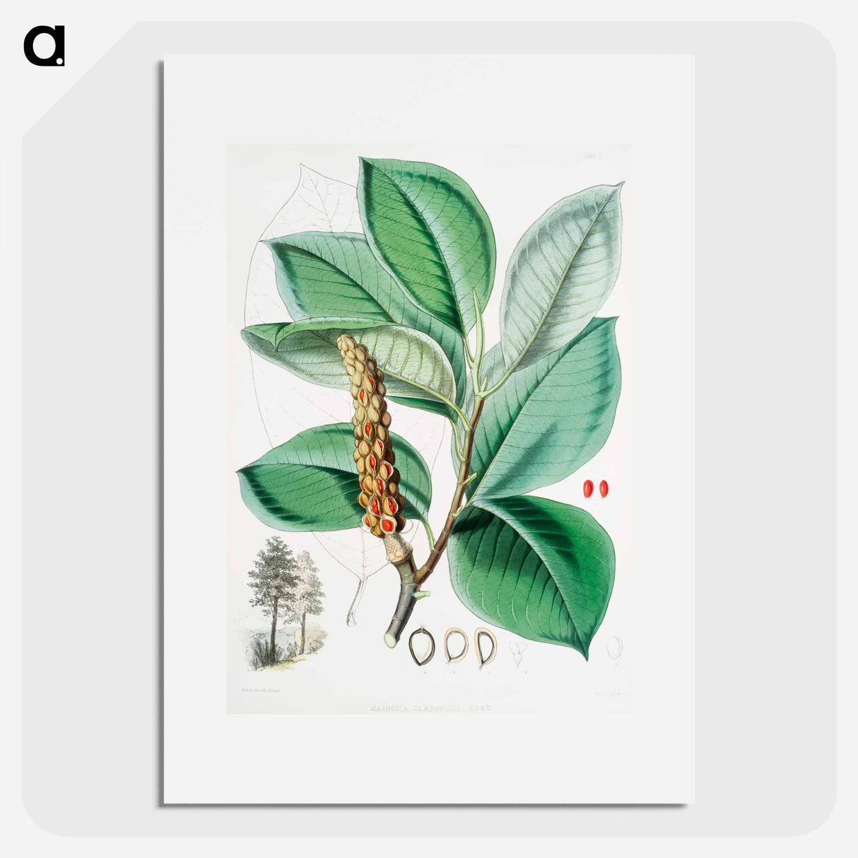 Campbell's Magnolia - Walter Hood Fitch Poster.