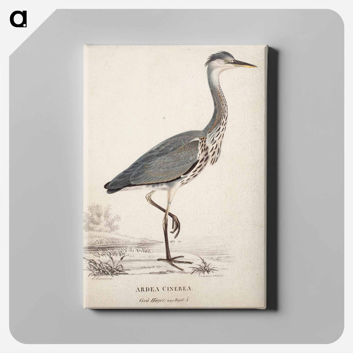 Young grey heron - Wilhelm von Wright Canvas.