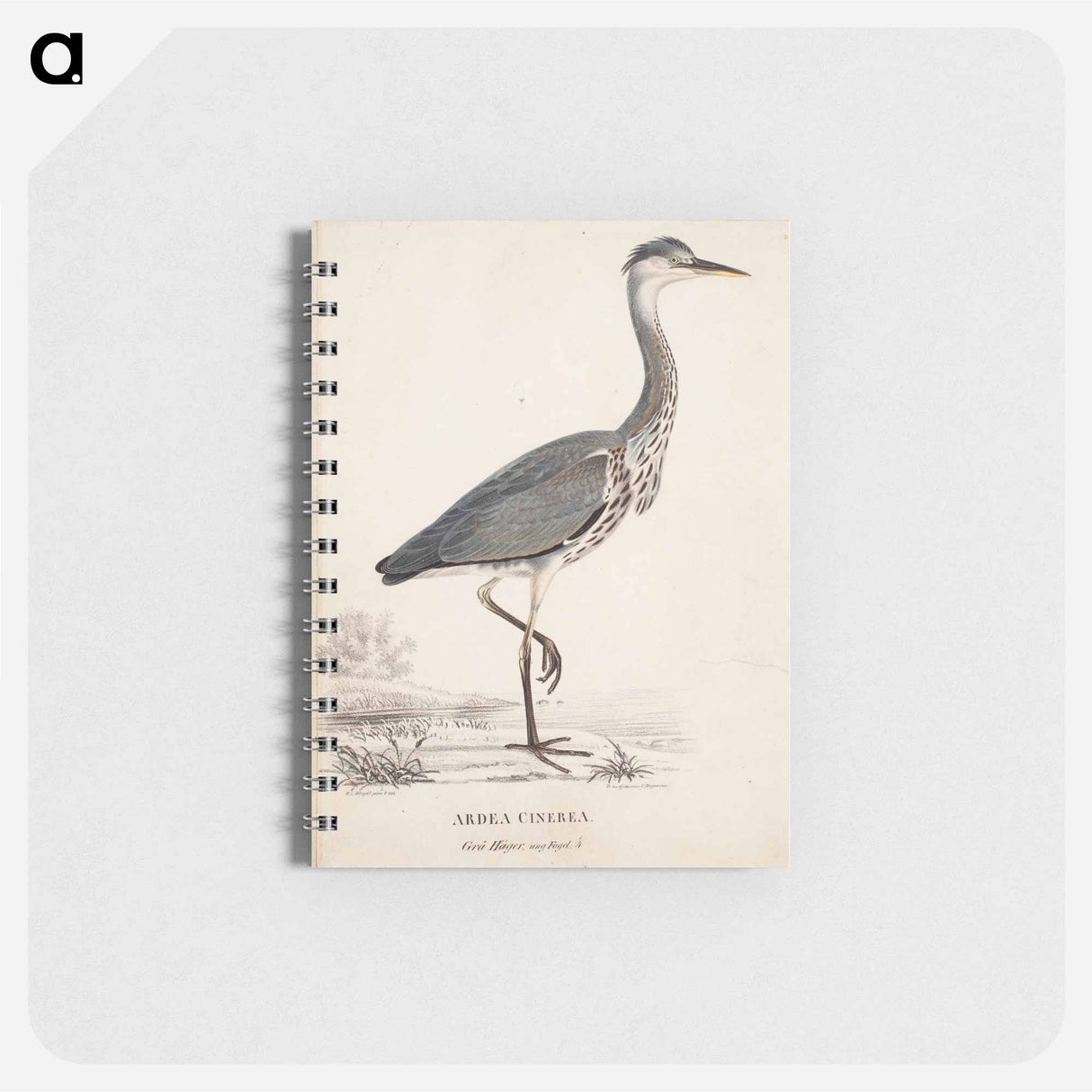 Young grey heron - ヴィルヘルム フォン ライト Memo.