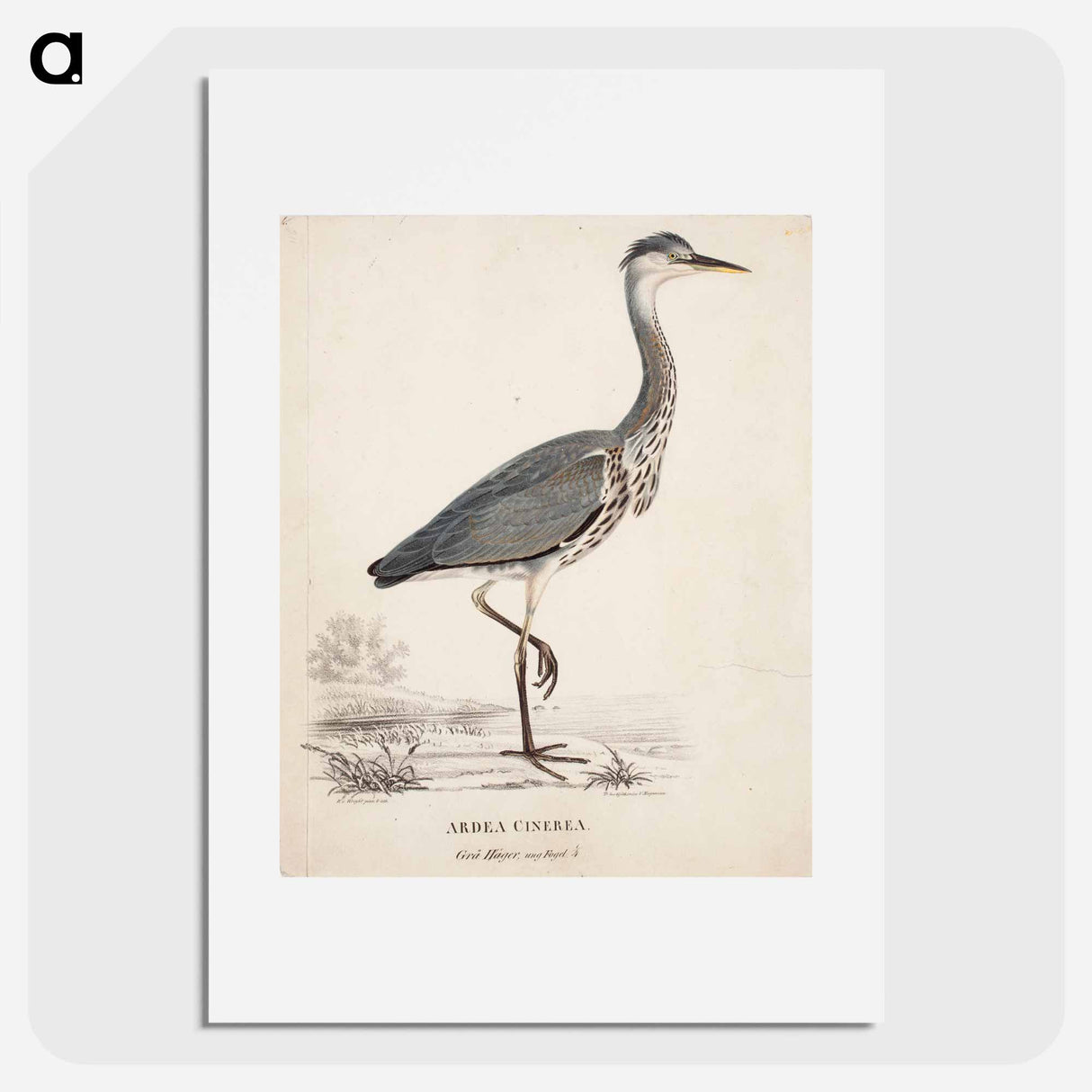 Young grey heron - Wilhelm von Wright Poster.