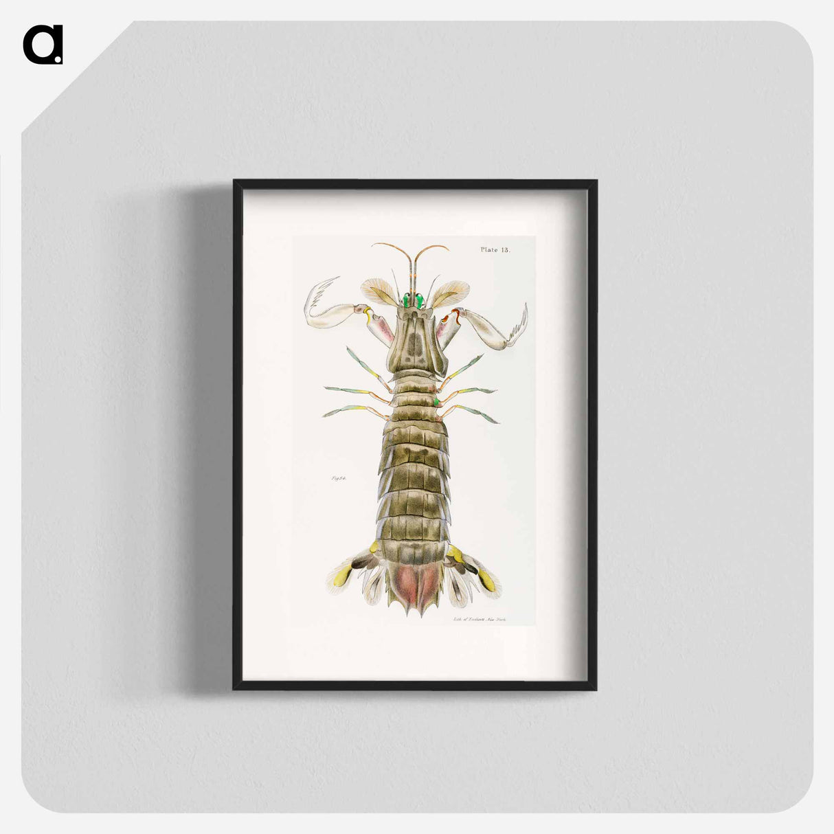 Mantis shrimp or stomatopod illustration from Zoology of New York by James Ellsworth De Kay - ニューヨークの動物学 Poster.