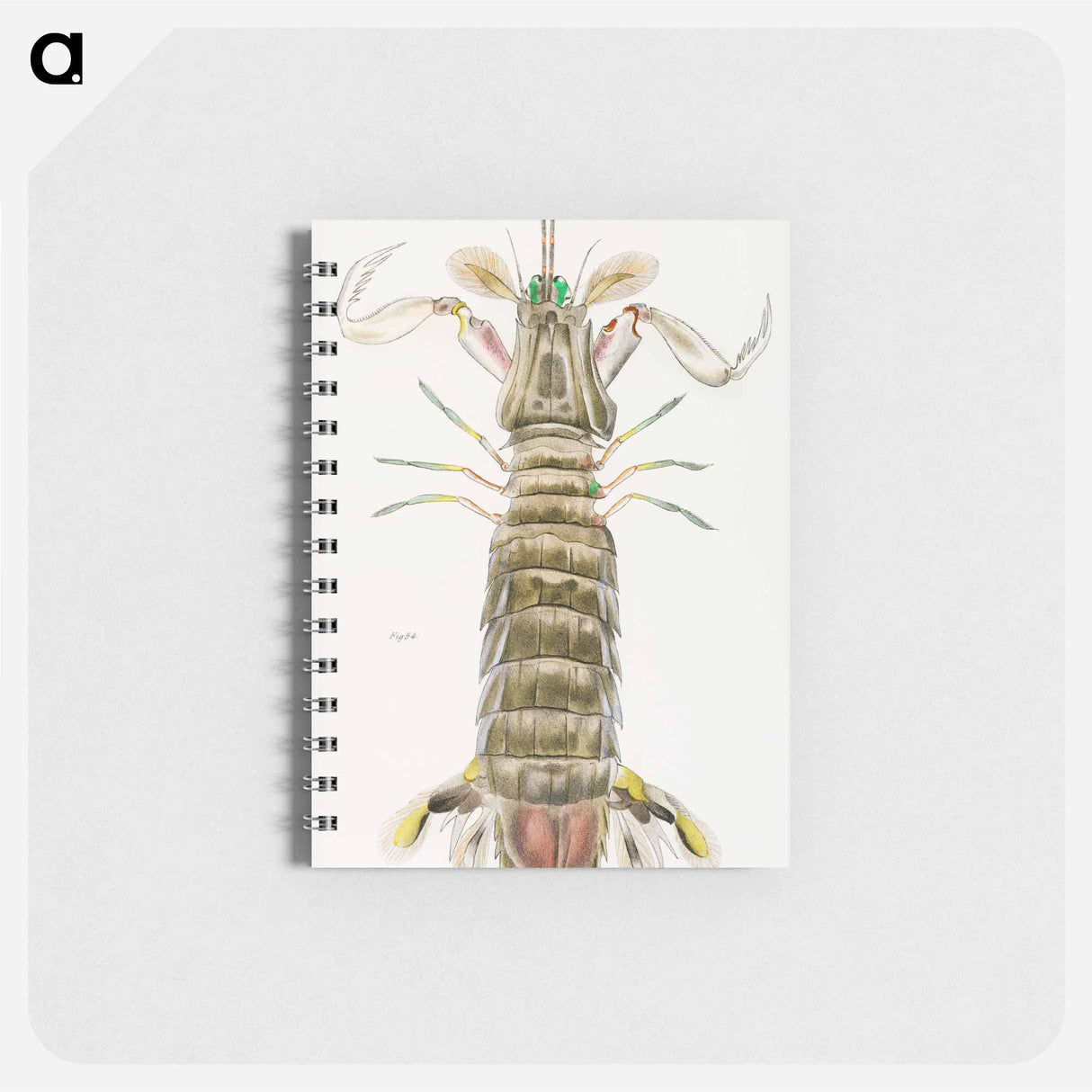 Mantis shrimp or stomatopod illustration from Zoology of New York by James Ellsworth De Kay - ニューヨークの動物学 Memo.