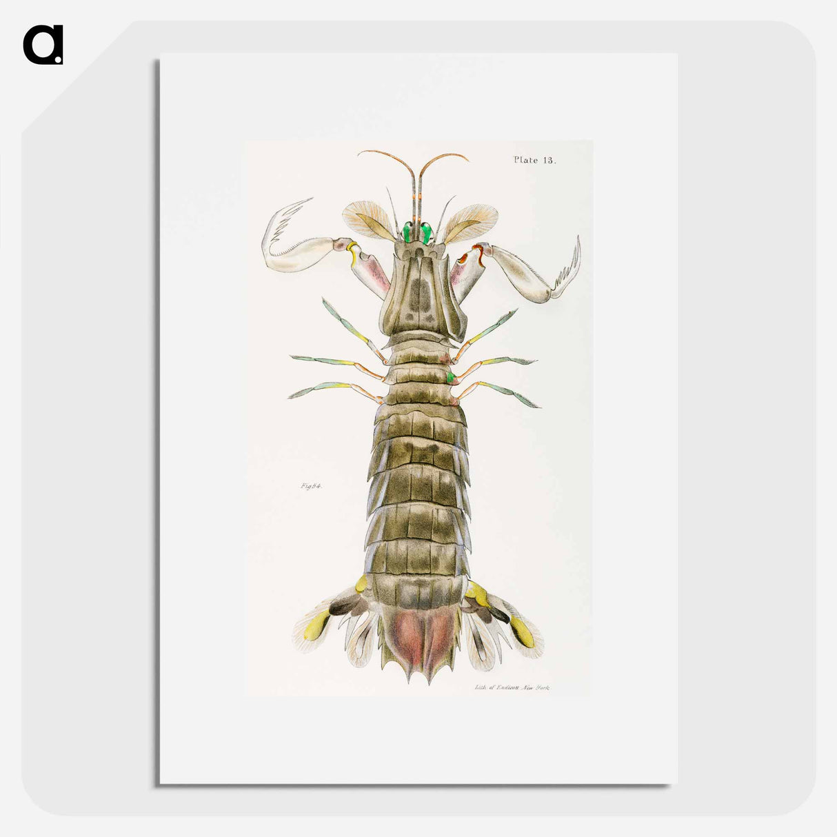 Mantis shrimp or stomatopod illustration from Zoology of New York by James Ellsworth De Kay - ニューヨークの動物学 Poster.
