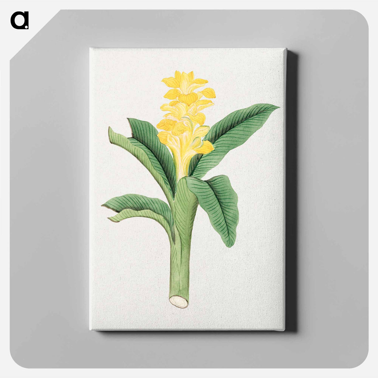 Ukon so - 19世紀の日本の花 Canvas.