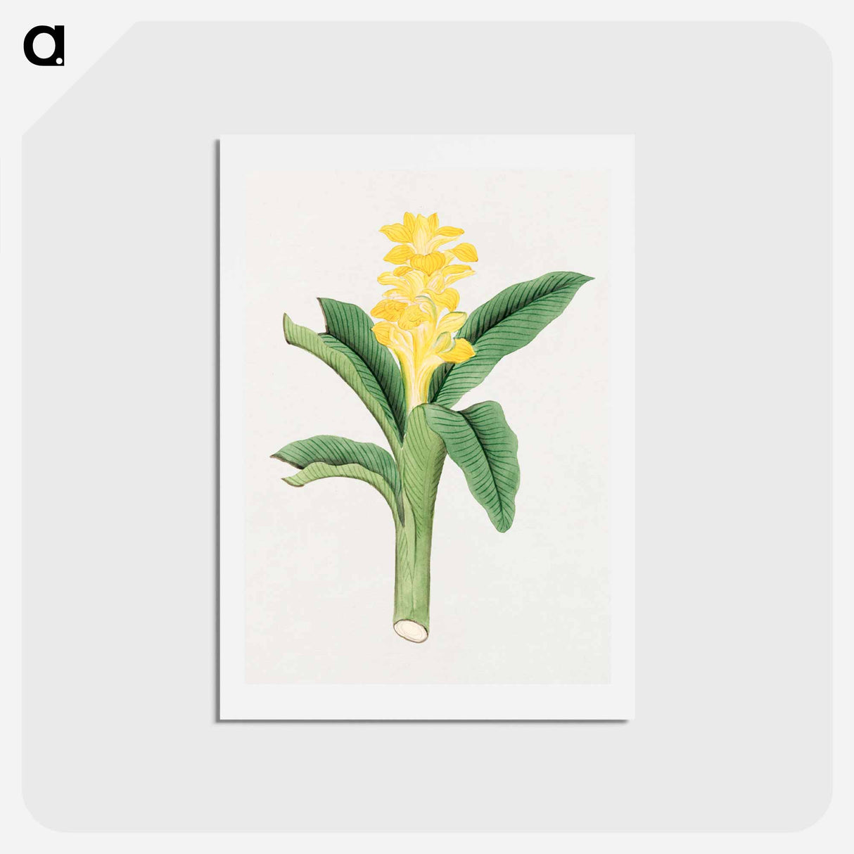 Ukon so - 19世紀の日本の花 Postcard.