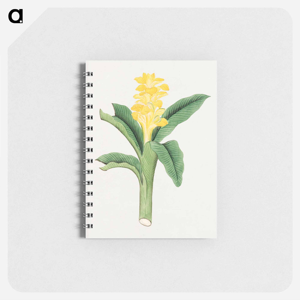 Ukon so - 19世紀の日本の花 Memo.