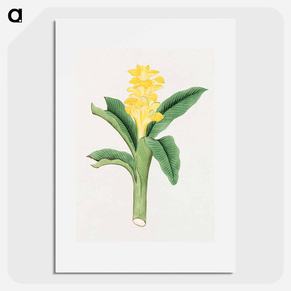 Ukon so - 19世紀の日本の花 Poster.