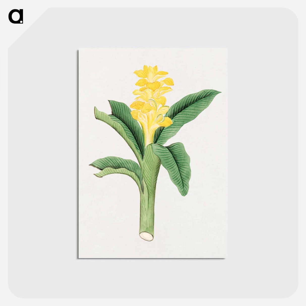 Ukon so - 19世紀の日本の花 Postcard.