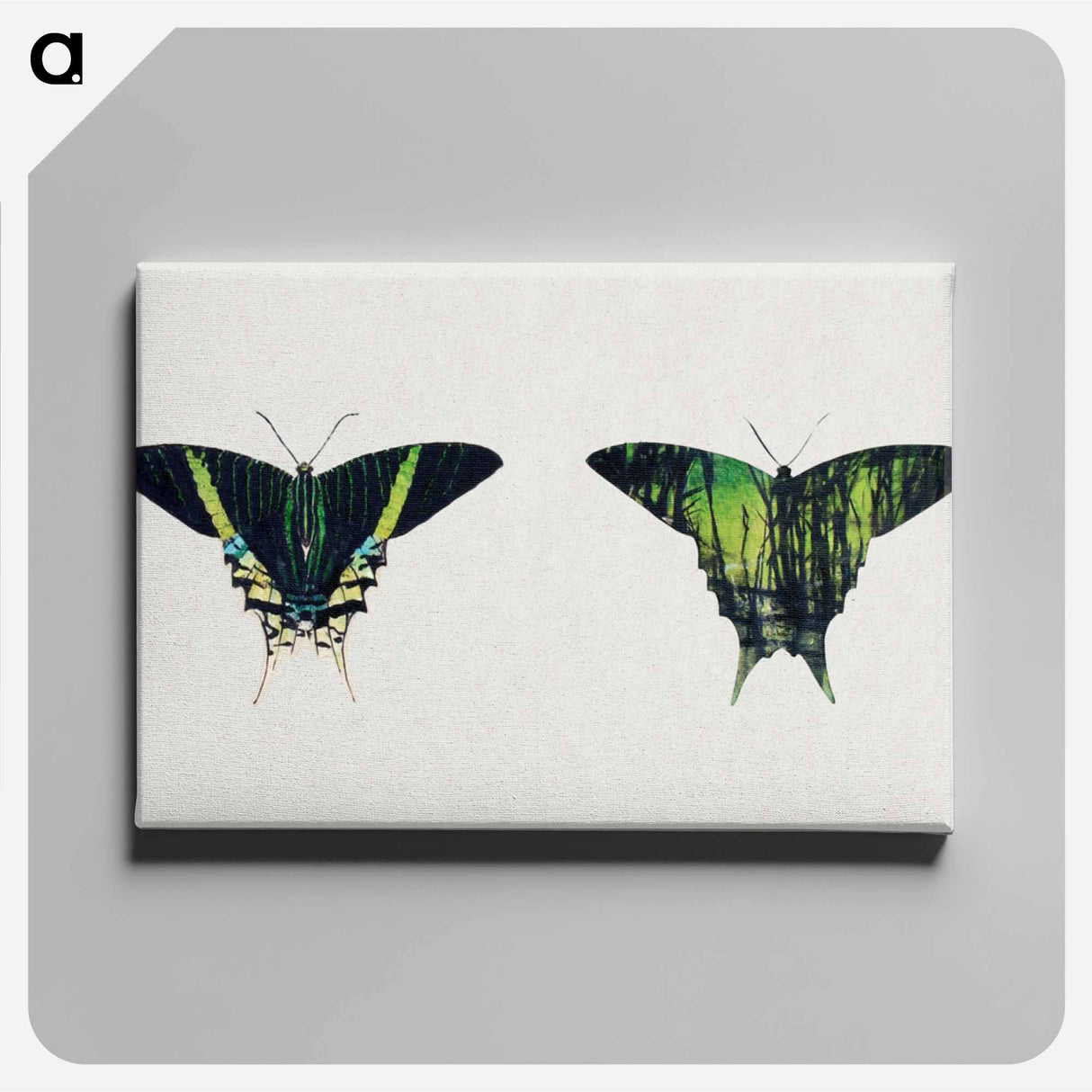 Urania Moth - アボット ハンダーソン セイヤー Canvas.