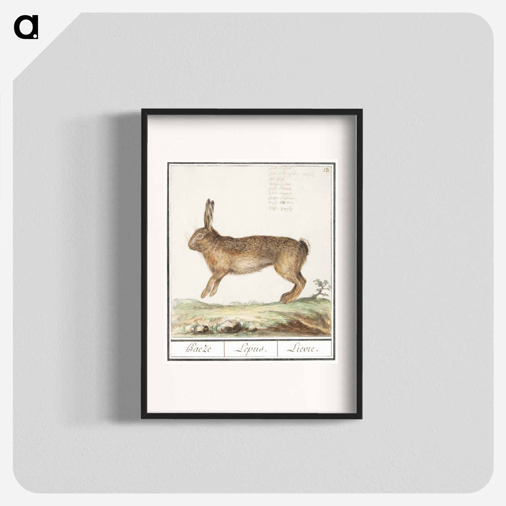 Hare, Lepus europaeus - アンセルムス ボエティウス デ ブート Poster.