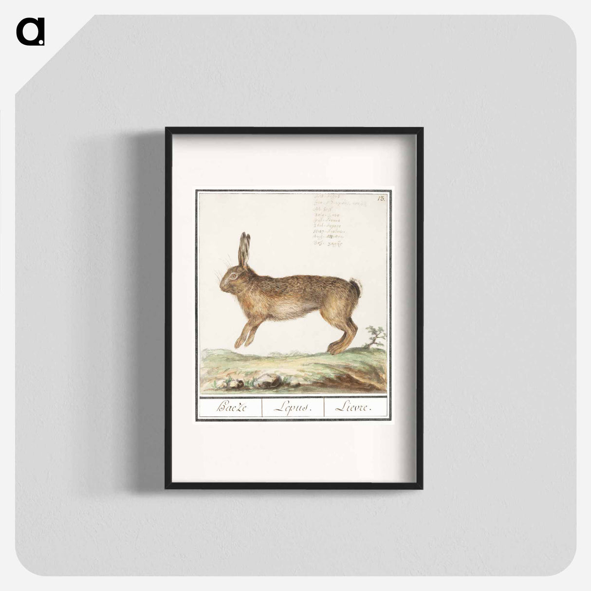 Hare, Lepus europaeus - アンセルムス ボエティウス デ ブート Poster.
