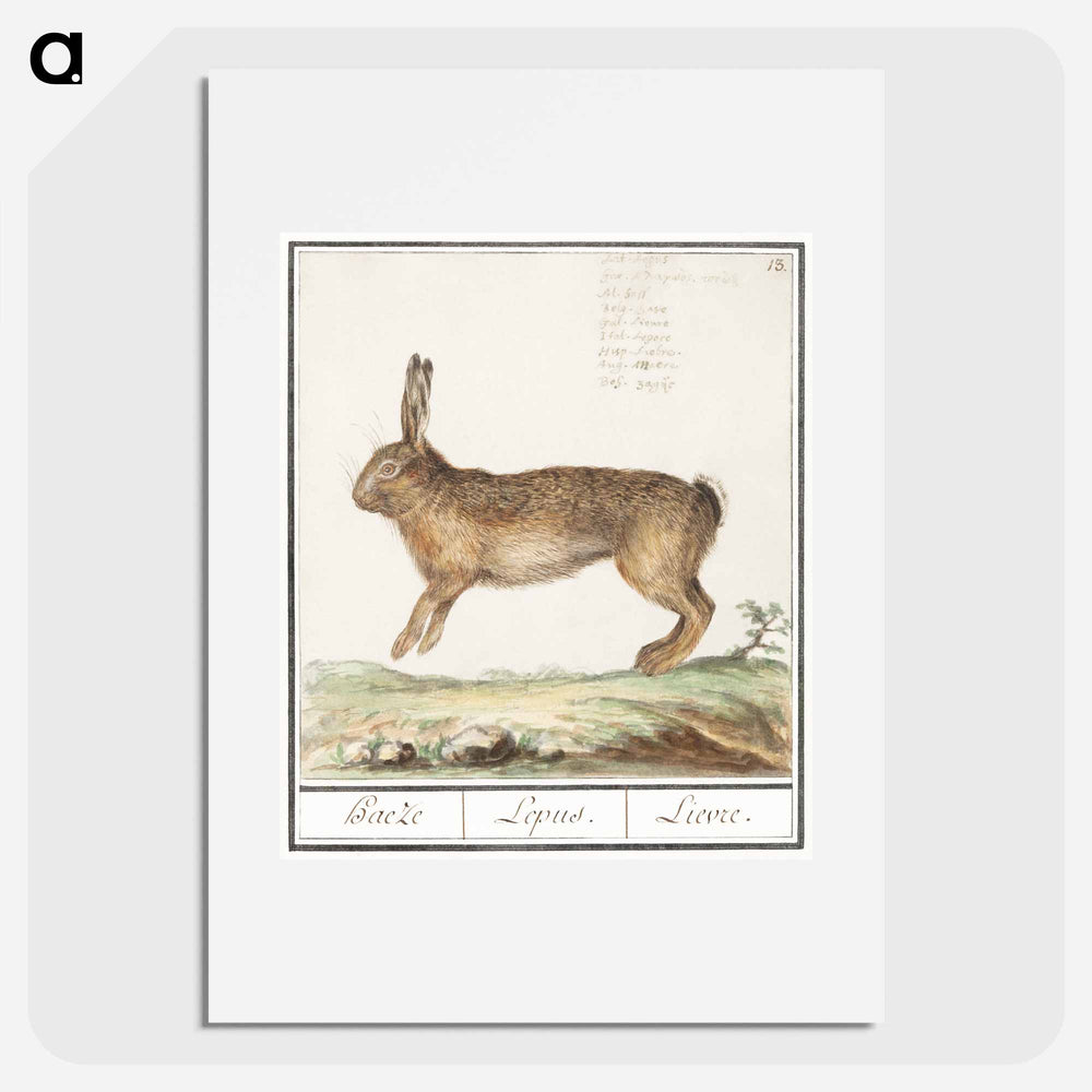Hare, Lepus europaeus - アンセルムス ボエティウス デ ブート Poster.